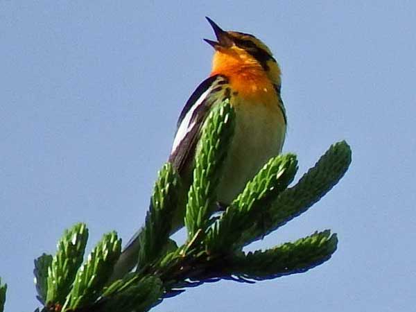 Blackburnian Warbler