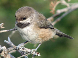 Boreal Chickadee