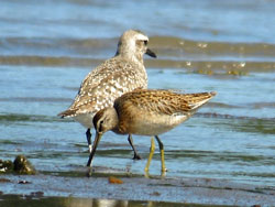 Shorebirds