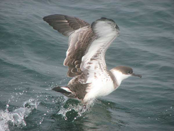 Great Shearwater