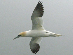 Northern Gannet