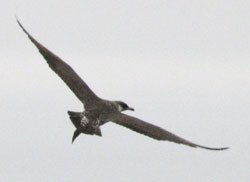 Pomarine Jaeger