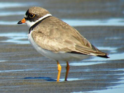 Semipalmated Plover