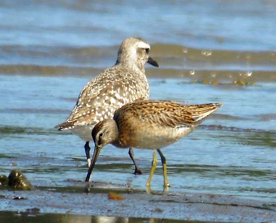 Shorebirds