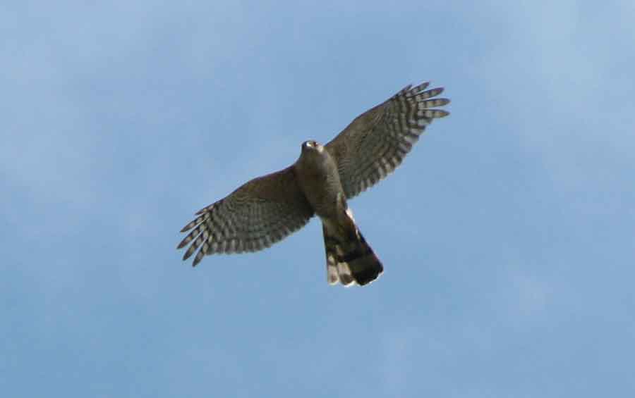 Sharp-shinned Hawk