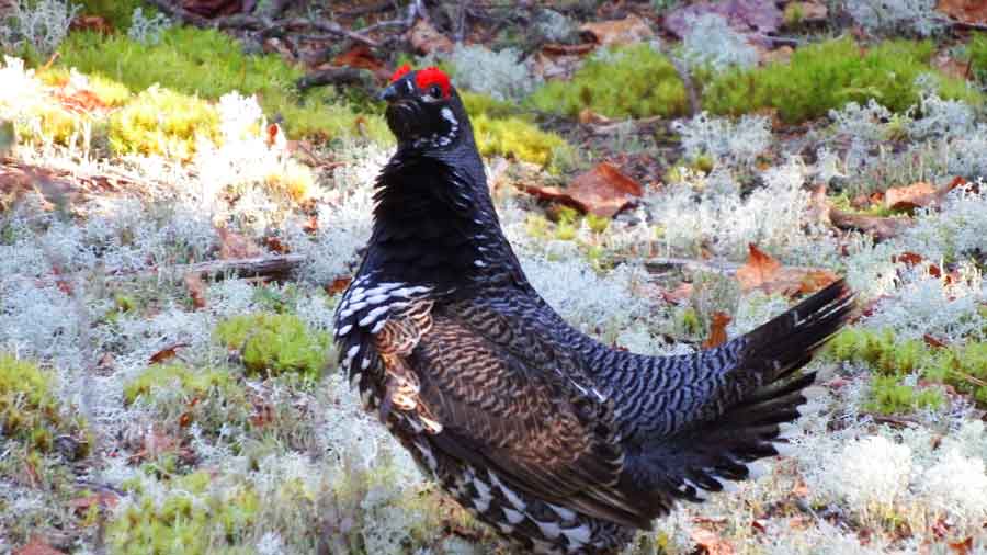 Spruce Grouse