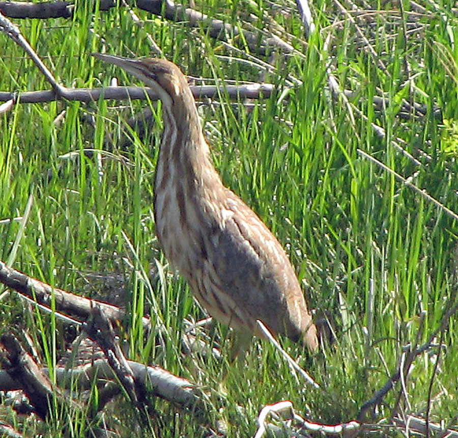 American Bittern