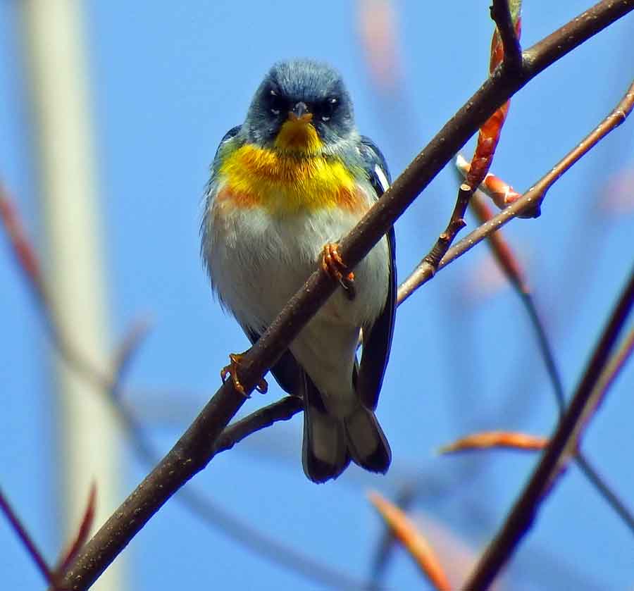 Northern Parula