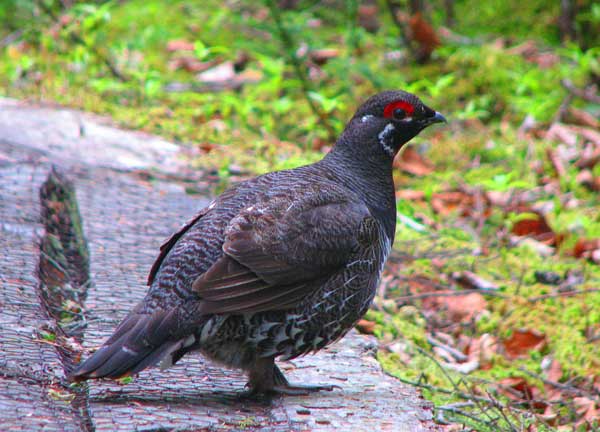 Spruce Grouse