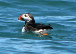 Atlantic Puffin