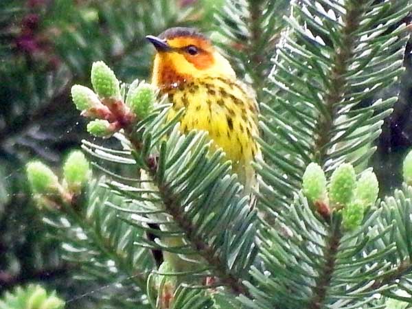 Cape May Warbler