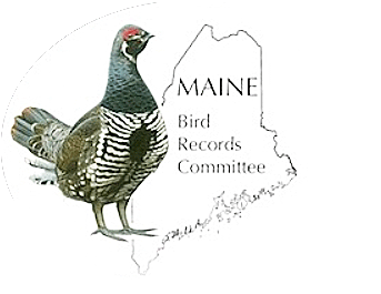 Maine Rare Bird List