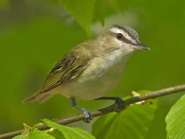 Red-eyed Vireo