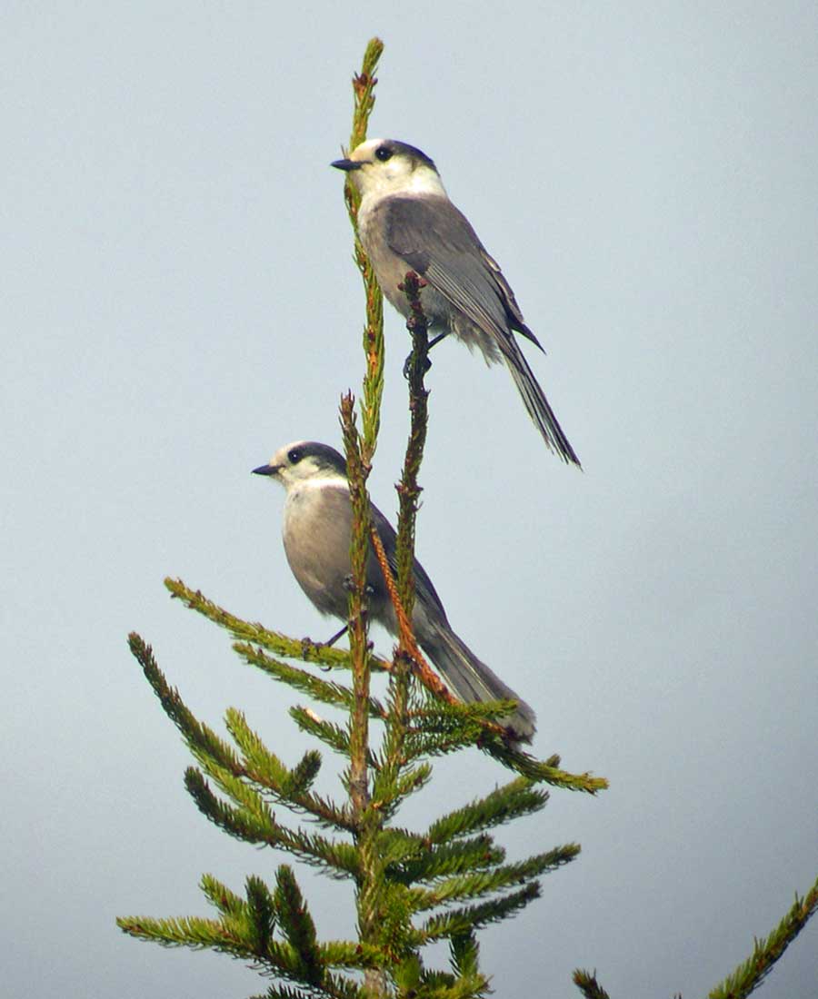 Canada Jays