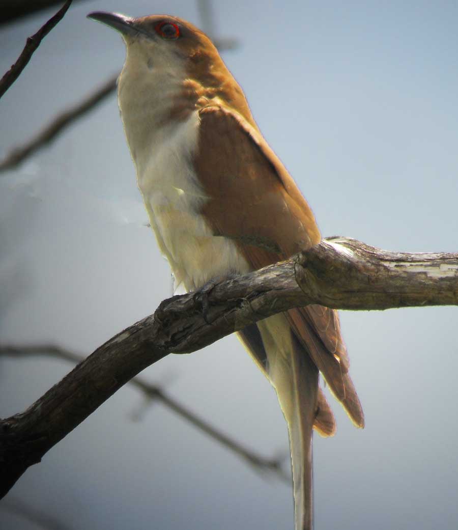 Black-billed Cuckoo