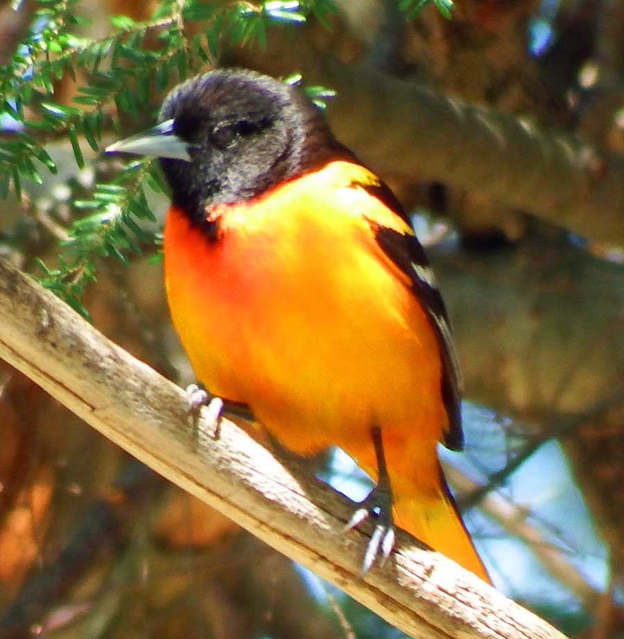 Baltimore Oriole